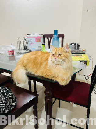 Persian cat